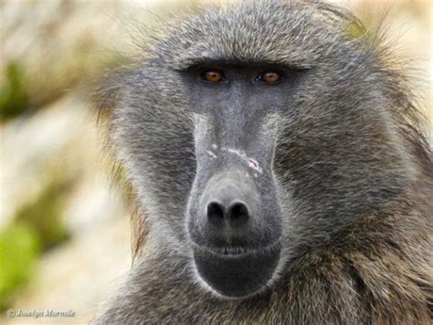 The Magic of Witching Baboon Absorbent: Unlocking its Potential